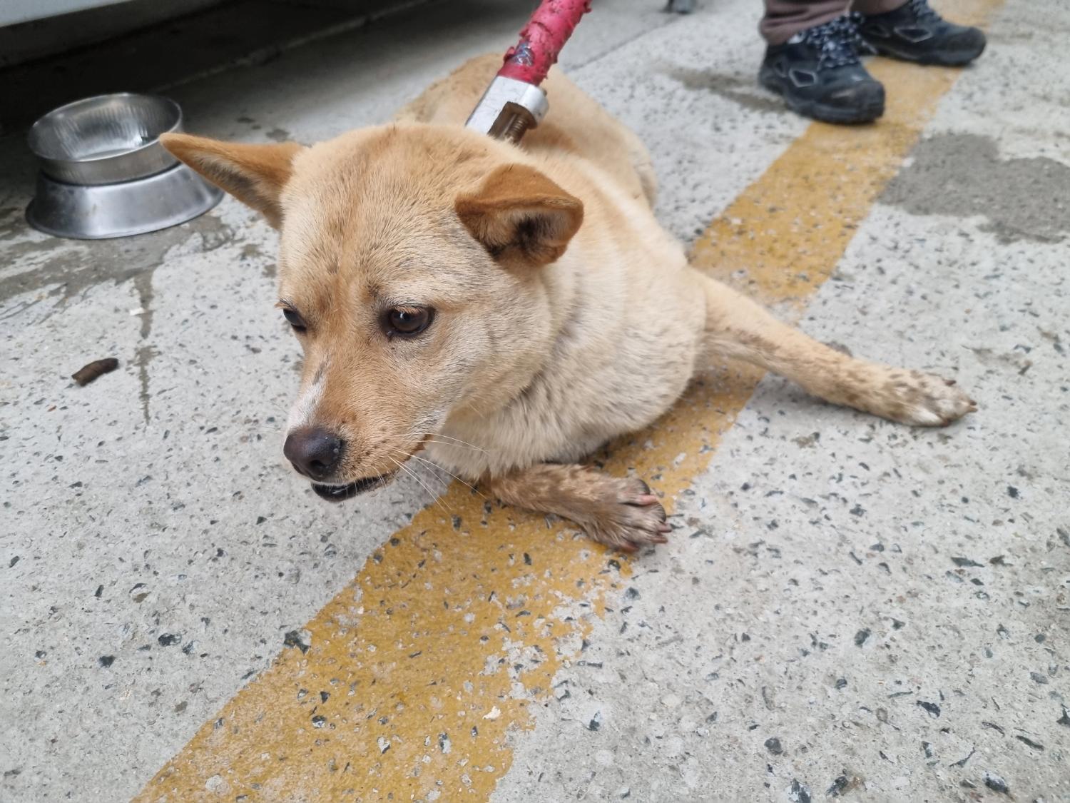 양산시 동물보호센터_448538202300097